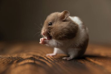 Küçük Suriyeli hamster dilini dışarı çıkarıyor ve avuçlarını ahşap bir masada bir arada tutuyor.