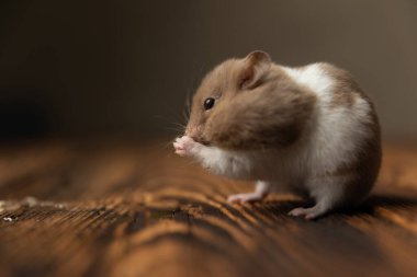 Suriyeli küçük bir hamsterın avuçlarını tahta bir masada gri arka plana doğru sallamasının yan görüntüsü