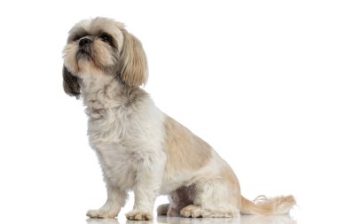 Şirin shih tzu köpeği yukarıda ne olduğunu görmek için can atıyor ve beyaz stüdyonun arka planında oturuyor.