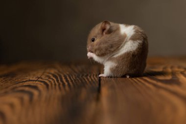 Suriyeli tatlı hamster huzur içinde yemek yiyor ve beyaz stüdyo arka planına karşı tahta üzerinde oturuyor.