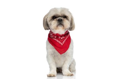 Shih tzu köpeği oturmuş kameraya bakıyor ve beyaz arka planda kırmızı bir bandana takıyor.