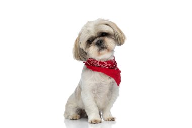 Shih tzu köpeği oturuyor ve beyaz arka planda kırmızı bir bandana takıyor.