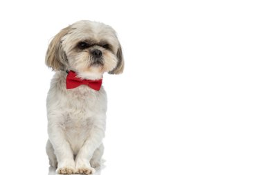 Kırmızı papyon takan Shih Tzu köpeği beyaz stüdyo arka planına bakıyor.