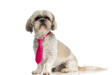Tatlı shih tzu köpeği pembe kravat takıyor ve beyaz stüdyo arka planında zarif.