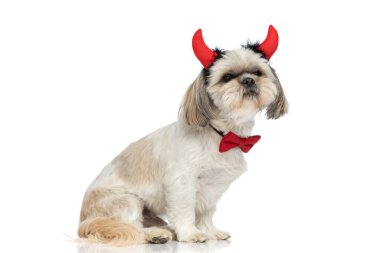 Güzel bir shih tzu köpeğinin yan görüntüsü şeytan boynuzları takıyor papyon takıyor ve başka tarafa bakıyor. 