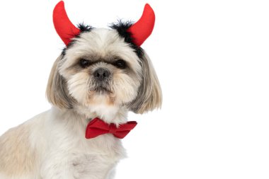 Tatlı shih tzu köpeği şeytan boynuzu takıyor ve beyaz stüdyo arka planında kırmızı papyon takıyor.