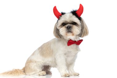 tapılası shih tzu köpeği boynuna kırmızı papyon takmış ve şeytan boynuzlarını beyaz stüdyo arka planına dayamış.