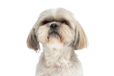 Bir Shih Tzu köpeğinin beyaz stüdyo arka planına karşı suratını asması.