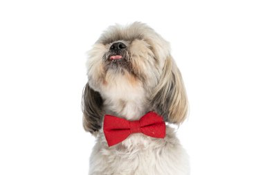 Güzel shih tzu köpeği burnunu yalıyor ve beyaz arka planda kırmızı papyon takıyor.