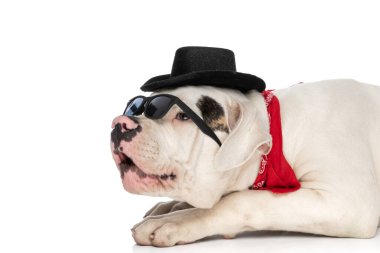 Şapkalı, güneş gözlüklü, kırmızı bandanalı Amerikan buldog köpeğinin yan görüntüsü uzanmış stüdyoda beyaz arka planda yer almak istiyor.