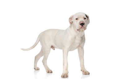 Stüdyoda beyaz arka planda yalnız başına yürüyen sevimli Amerikan Bulldog 'unun yan görüntüsü