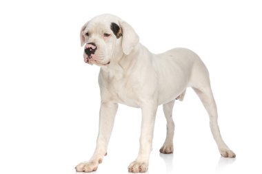 Değerli Amerikan Bulldog yavrusu gözlerini kaçırıyor ve stüdyoda beyaz arka planda tek başına duruyor.