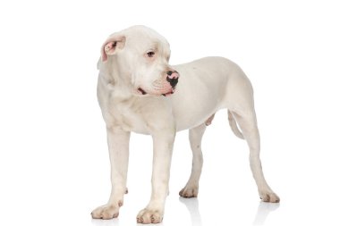 Tatlı Amerikan Bulldog 'u beyaz arka planda tek başına stüdyoya bakıyor.