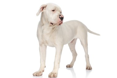 Sevimli Amerikan Bulldog köpeği, beyaz arka planda tek başına stüdyoya bakıyor.