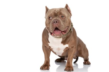 Kahverengi Amerikan zorbası köpek, altın yakalı, dilini çıkarıp nefes nefese stüdyoda beyaz arka planda tek başına dikilirken.