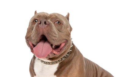 Meraklı Amerikalı zorba köpek yavrusu altın yakalı, dili dışarı çıkmış, soluk soluğa kalmış stüdyoda beyaz arka planda otururken yukarı bakıyor.
