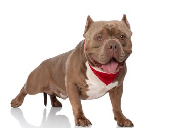 Kahverengi Amerikan zorba köpeği kırmızı bandana takıyor, dili dışarı çıkıyor ve nefes nefese, stüdyoda beyaz arka planda tek başına yürüyor.
