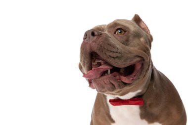 Beyaz arka planda zarif kırmızı papyon takan ve dili açık meraklı Amerikalı zorba.