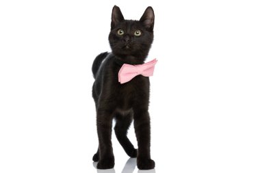 Pembe papyon takmış zarif bir kedi. Yukarı bakıyor. Stüdyoda beyaz arka planda tek başına duruyor.