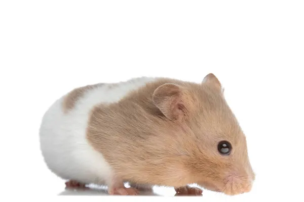 Zijaanzicht Van Een Kleine Siryanhamster Die Met Één Oog Naar — Stockfoto