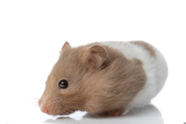 Sidovy Bedårande Syrisk Hamster Tittar Kameran Och Står Mot Vit — Stockfoto