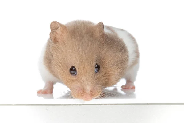 Mignon Petit Hamster Inclinant Tête Regardant Caméra Debout Sur Fond — Photo