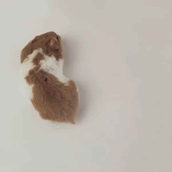 Top View Beautiful Hamster Standing Occupation White Studio Background — Stock Photo, Image