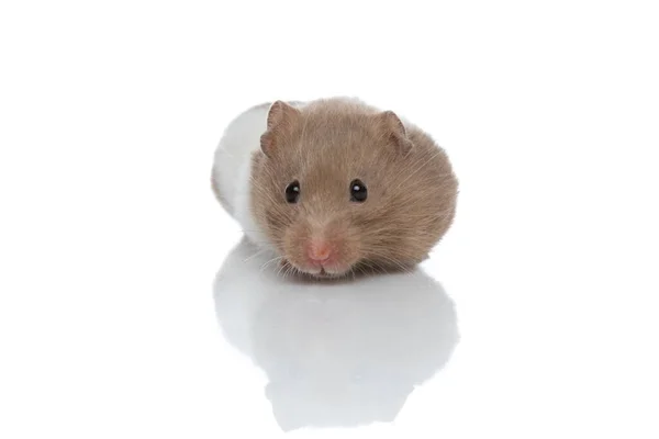 Niedlicher Syrischer Hamster Steht Seiner Ecke Und Ist Schüchtern Vor — Stockfoto