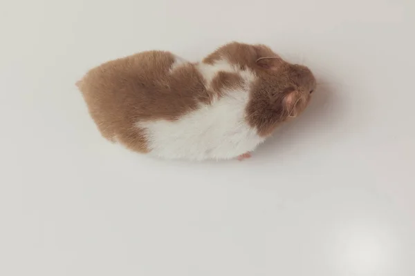 Vista Superior Hamster Sírio Contra Fundo Estúdio Branco Olhando Para — Fotografia de Stock