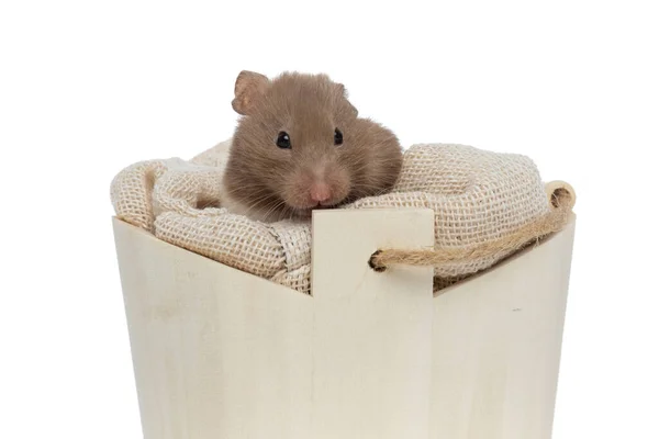 Söt Syrisk Hamster Vilar Sin Bekväma Säng Och Tittar Kameran — Stockfoto