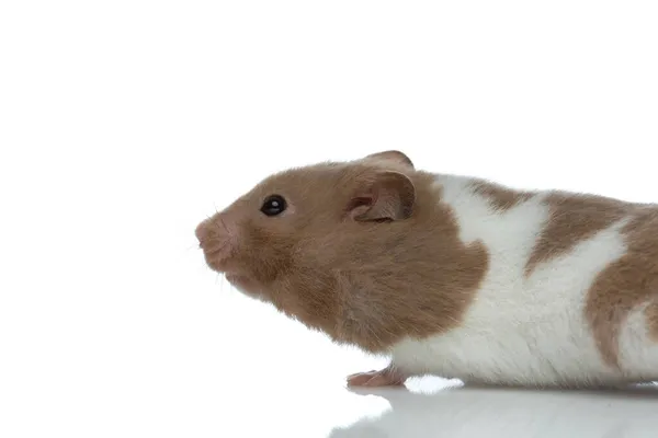 Side View Cute Little Syrian Hamster Looking Ahead Standing White — Stockfoto