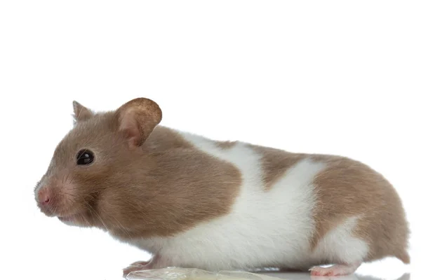 Side View Little Syrian Hamster Standing White Studio Background Looking — Stock Photo, Image