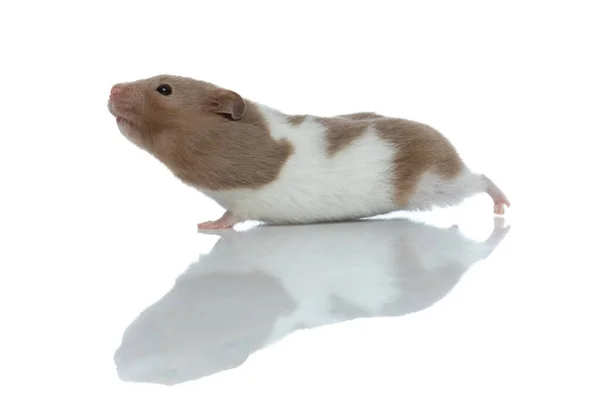 Side View Adorable Syrian Hamster Stretching Standing White Studio Background — Stock Photo, Image