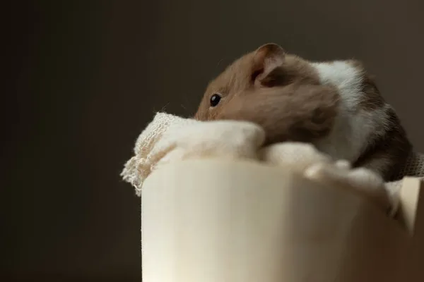 Side View Beautiful Syrian Hamster Krama Sin Filt Mot Grå — Stockfoto