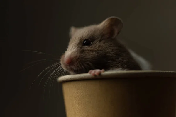 Närbild Söt Syrisk Hamster Gömmer Sig Kaffekopp Mot Grå Studio — Stockfoto