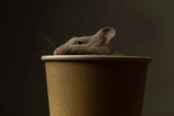 Pequeno Hamster Sírio Escondendo Seu Rosto Câmera Uma Xícara Café — Fotografia de Stock