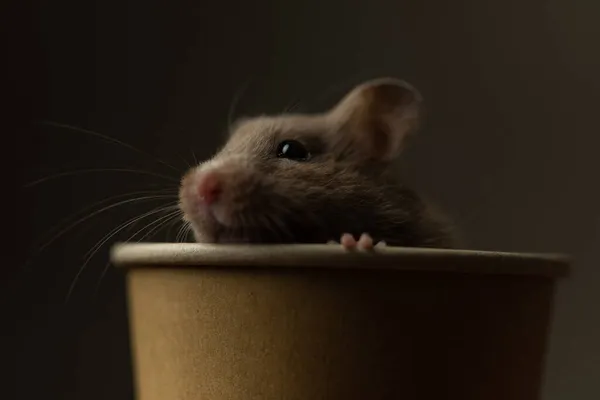 Süßer Syberischer Hamster Der Seiner Kaffeetasse Vor Grauem Studiohintergrund Versinkt — Stockfoto