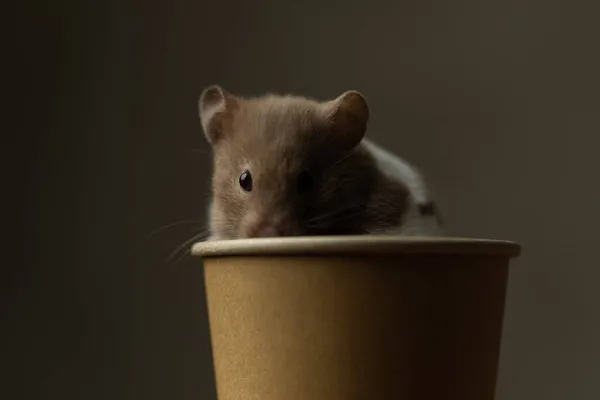 Kleiner Syrischer Hamster Steht Einer Kaffeetasse Und Blickt Die Kamera — Stockfoto