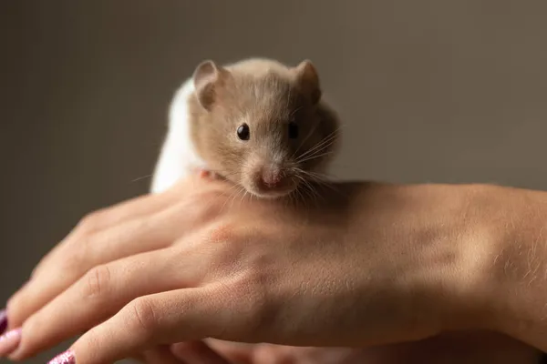 Bedårande Hamster Tittar Kameran När Står Mänsklig Hand Grå Bakgrund — Stockfoto
