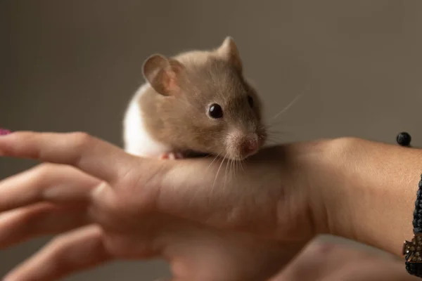 Bedårande Syrisk Hamster Står Hand Och Tittar Kameran Mot Grå — Stockfoto