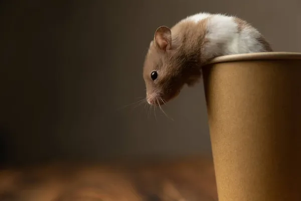 Bedårande Syriska Hamster Försöker Fly Från Kopp Kaffe Mot Grå — Stockfoto