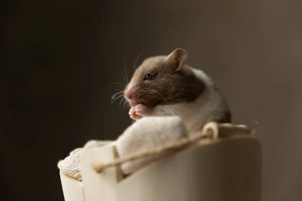 Niedlicher Syrischer Hamster Leckt Seine Handflächen Und Fühlt Sich Ängstlich — Stockfoto