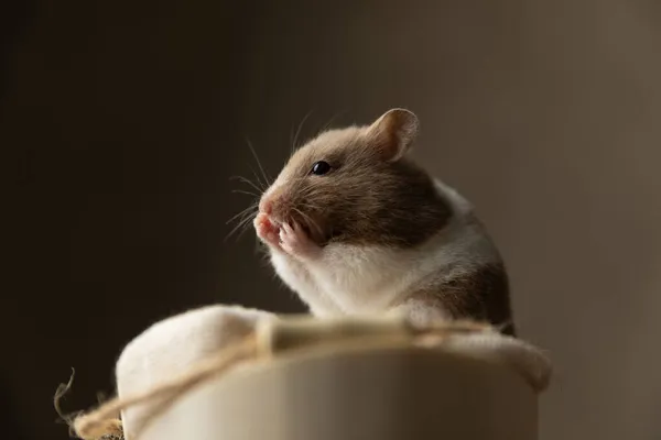 Süßer Syrischer Hamster Berührt Sein Gesicht Und Ist Schockiert Vor — Stockfoto