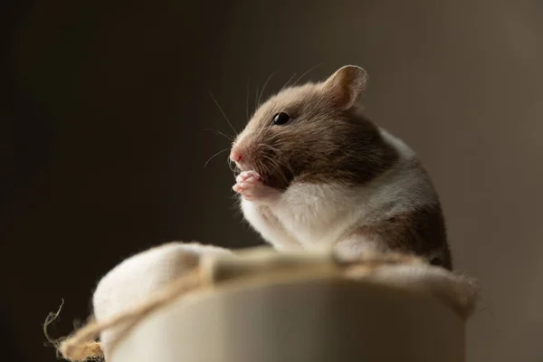 Hamster Syrien Mignon Réchauffant Ses Paumes Assis Dans Son Lit — Photo