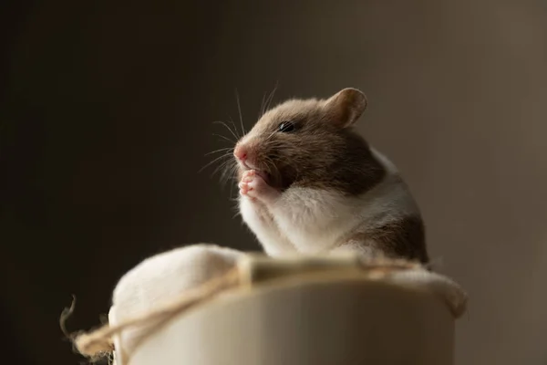 Kleiner Syrischer Hamster Der Seinem Bett Vor Grauem Atelier Hintergrund — Stockfoto