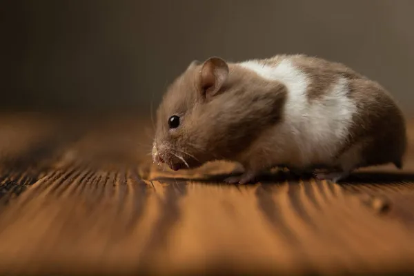 Sida Utsikt Över Bedårande Syrisk Hamster Promenader Ett Träbord Mot — Stockfoto