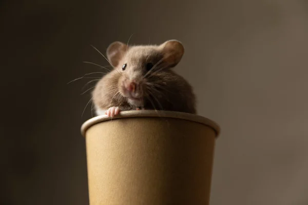 Entzückender Syrischer Hamster Steht Einer Tasse Und Fühlt Sich Glücklich — Stockfoto