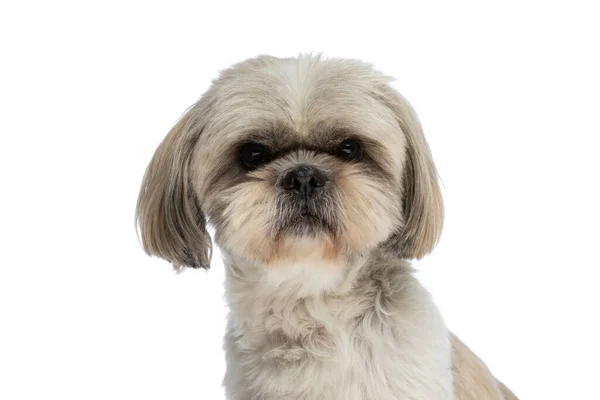 Close Cão Bonito Shih Tzu Olhando Para Câmera Sentindo Raiva — Fotografia de Stock