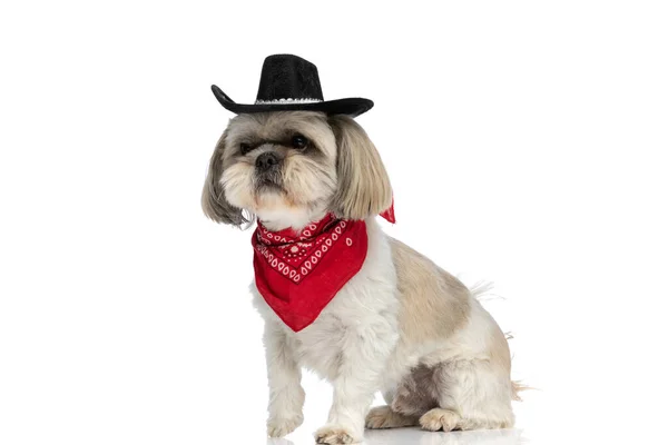 黒の帽子と赤いバンダナをかぶって白い背景に座る甘い石頭犬 — ストック写真