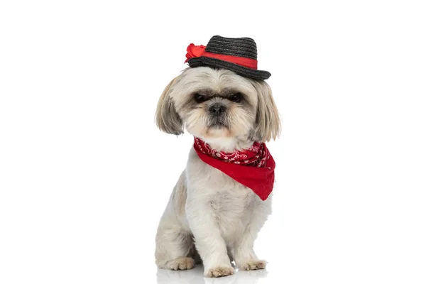Słodki Shih Tzu Pies Uczucie Wściekły Noszenie Kapelusz Czerwony Bandana — Zdjęcie stockowe